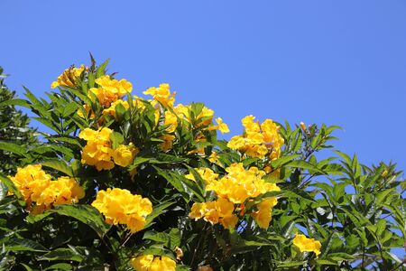 Exotic yellow flowers and clear blue sky. Floral fence. Beautiful photo background. Horizontalの写真素材