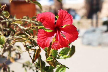 Big red hibiscus flower. Close up photo. Beautiful photo background. Horizontalの写真素材