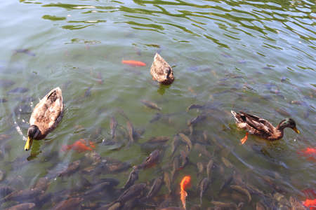 Ducks and koi carps in the lake in the park. Sunny spring or summer day. Beautiful nature lifeの写真素材