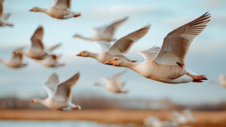 A flock of geese glides gracefully across the sky in a classic V formation, showing their migratory instinct. The soft morning light highlights their feathers against the backdrop of open fieldsの素材