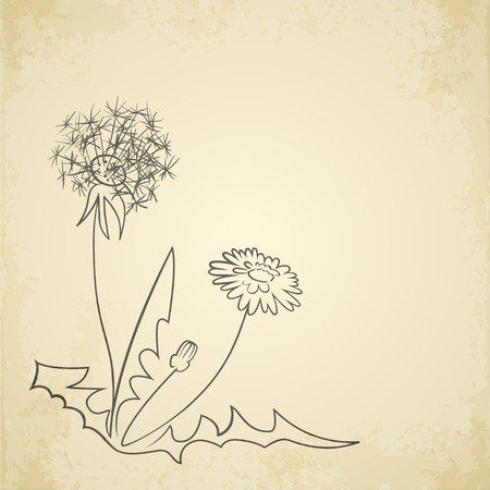 Dandelion pencil artwork on aged paper background. Vector illustrationのイラスト素材