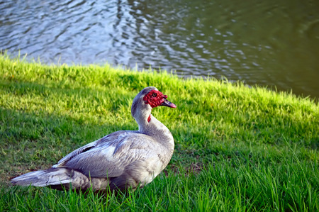 Muscovy duck (Cairina moschata) was photographed in park Leumi, Israel.の写真素材