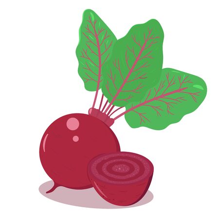 Ilustración de Vector illustration of a beetroot with green leaves. Isolated on white background. Fresh farm vegetables concept. - Imagen libre de derechos