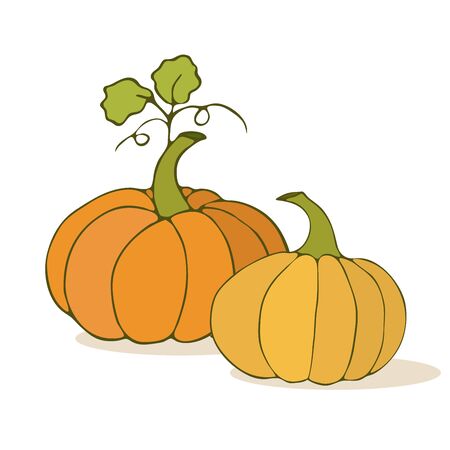 Pumpkins vector illustration. Cartoon style. Isolated on white background. Autumn vegetables.のイラスト素材