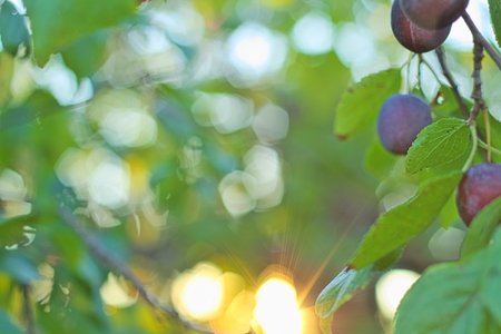 plums on branch at right canvas site at sun on background blurred with light effectsの写真素材