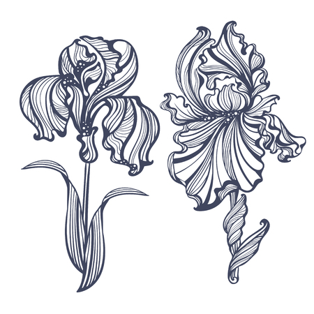 graceful isolated iris in vintage style Art Nouveau. It can be used as embossing, tattoo, postcards or engravingのイラスト素材