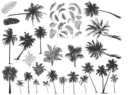 tropical palm treesのイラスト素材