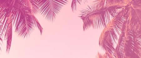 coconut trees wallpaperの写真素材