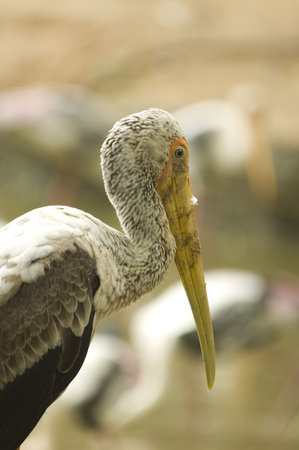 stork