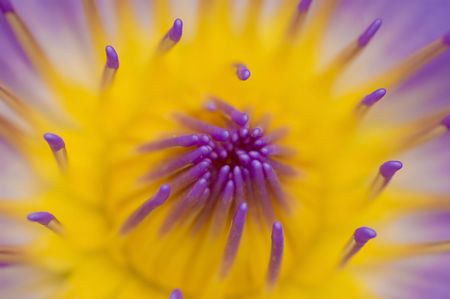 lotus flower for concept purposeの写真素材