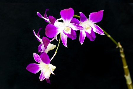 orchid with dark backgroundの写真素材