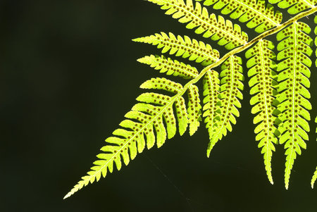 green leaf