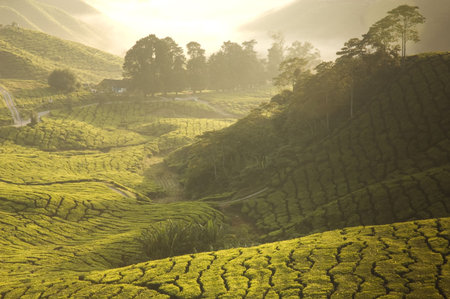 tea plantation