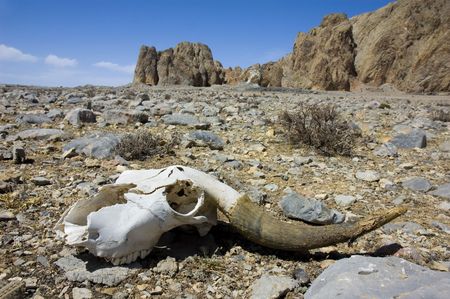 skull of a dead animalの写真素材