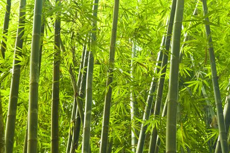bamboo forestの写真素材