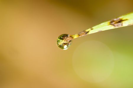 morning water dropplet with a lot of copyspace backgroundの写真素材