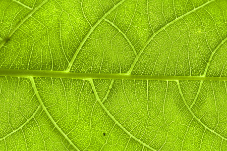 extreme close up of green leaf veins