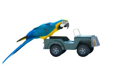 isolated macaw parrot on a toy car