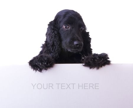 cocker spaniel with white empty cardboardの写真素材