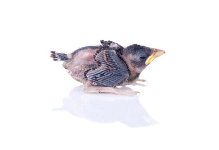 isolated baby brood sparrow bird with reflection の写真素材
