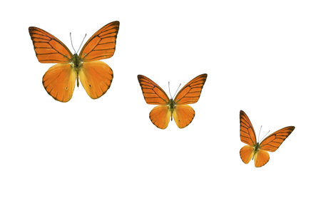 a few butterflies isolated with white backgroundの写真素材
