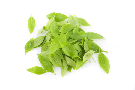 a bunch of basil leaf with white background の写真素材