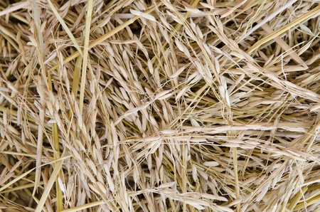 close up shot of raw unprocessed riceの写真素材