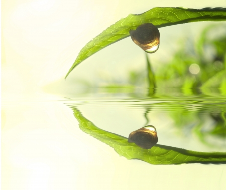Snail on tea leaf with morning sunlight reflect on dew and lake reflectionの写真素材