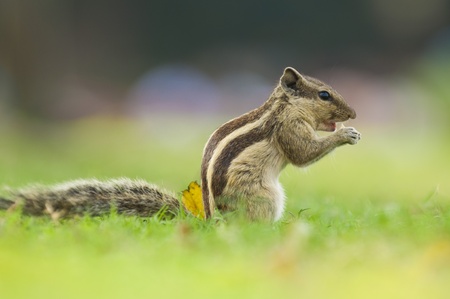 Common indian squirrel with natural green background の写真素材
