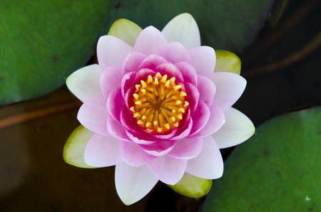 symmetrical lotus for conceptual photo の写真素材