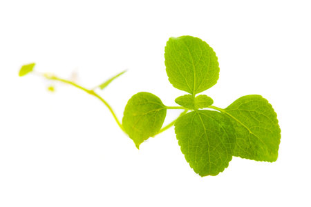 fresh mint leaves on a white background

