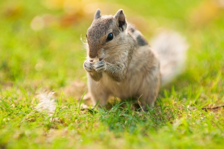 squirrel feeding with natural backgroundの写真素材