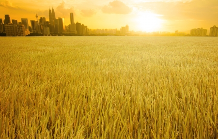 kuala lumpur skyline over grass land field suring sunsetの写真素材