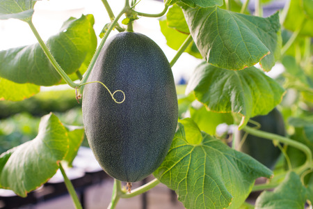 Winter melon, Green benincasa hispidaの写真素材