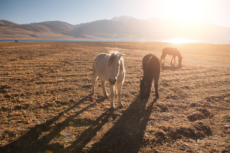 horses grazing at tsomoriri ladakhの写真素材