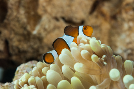peculiar clown fish hosting on anemoneの写真素材