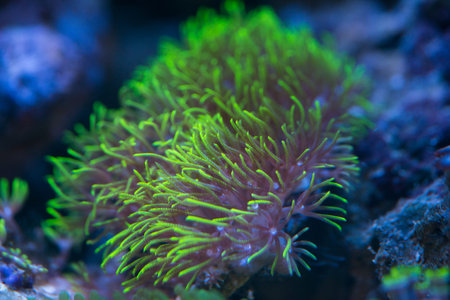 green star polyp coral