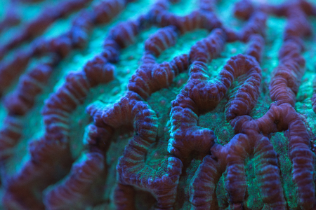 close up photo of kimma brain coralの写真素材