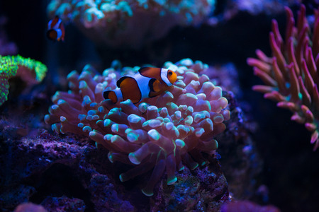 clown fish with coralsの写真素材