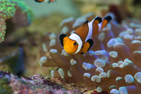 clown fish with coralsの写真素材