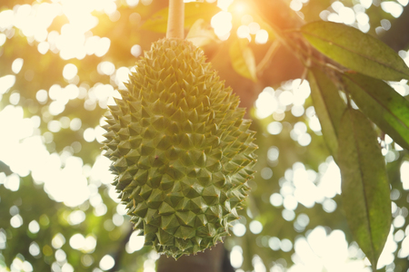 durian farm , musang king in focusの写真素材