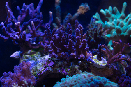 Acropora, SPS hard coralの写真素材