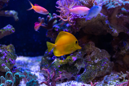 yellow tang close up