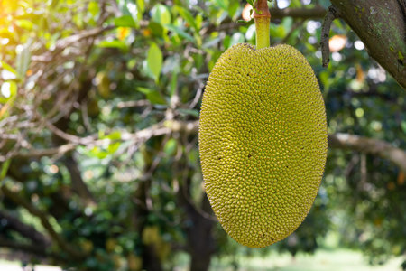 Jack fruits hanging in trees in a tropical