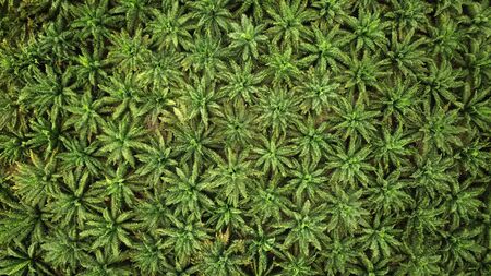 oil palm plantation from aboveの写真素材