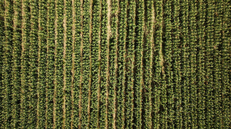 top drone view of corn field in malaysiaの写真素材
