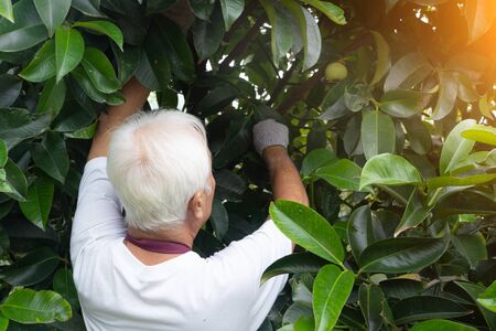 asian chinese farmer in orchardの写真素材