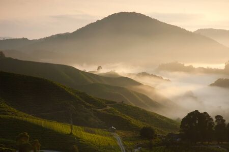 Cameron Highland Tea Plantation,Malaysia During Sunrise.の写真素材