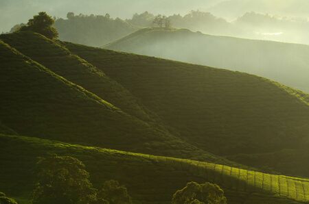 Cameron Highland Tea Plantation,Malaysia During Sunrise.の写真素材