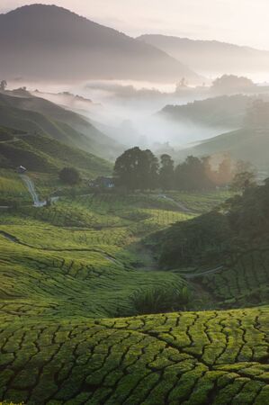 Cameron Highland Tea Plantation,Malaysia During Sunrise.の写真素材